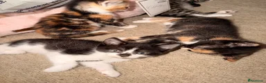 Mixed Breed 2