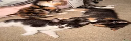 Mixed Breed cats for sale: 4 Beatiful Kittens to be adopted  - Advert 2