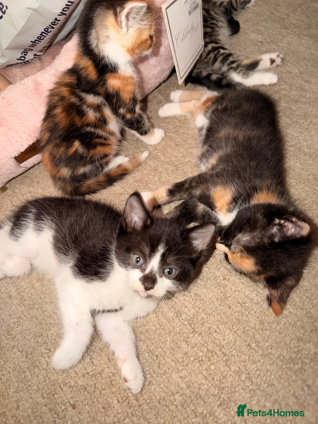 Mixed Breed cats for sale: 4 Beatiful Kittens to be adopted  - Advert 2