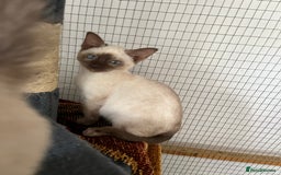 Siamese cats for sale: Siamese chocolate kittens - Image 7