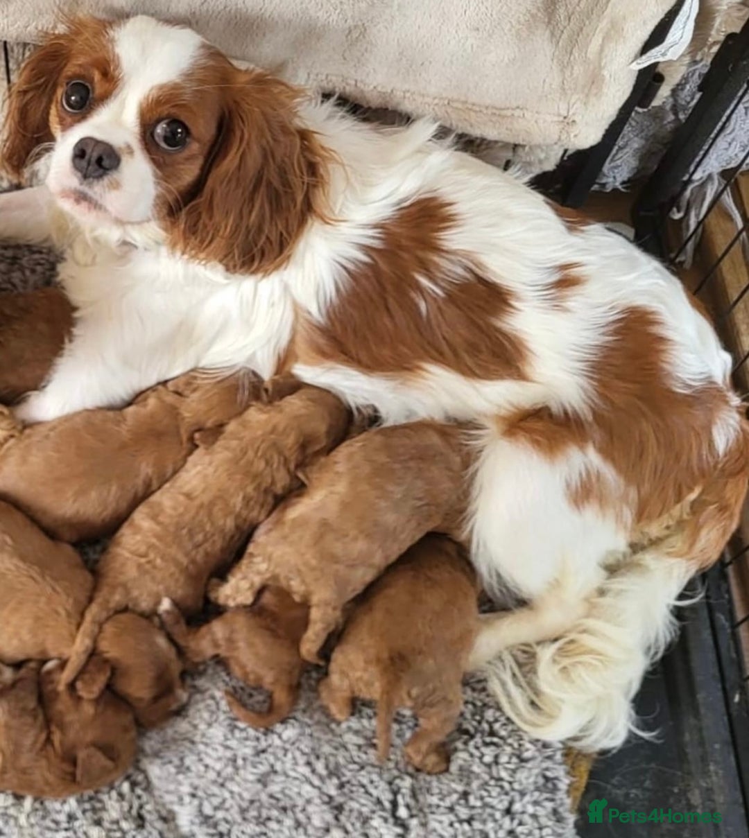Cavapoo dogs for sale: CAVAPOO’s toy size (reds) - Image 2