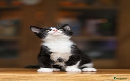 Maine Coon cats for sale: Beautiful Maine Coon X Kittens - Image 3
