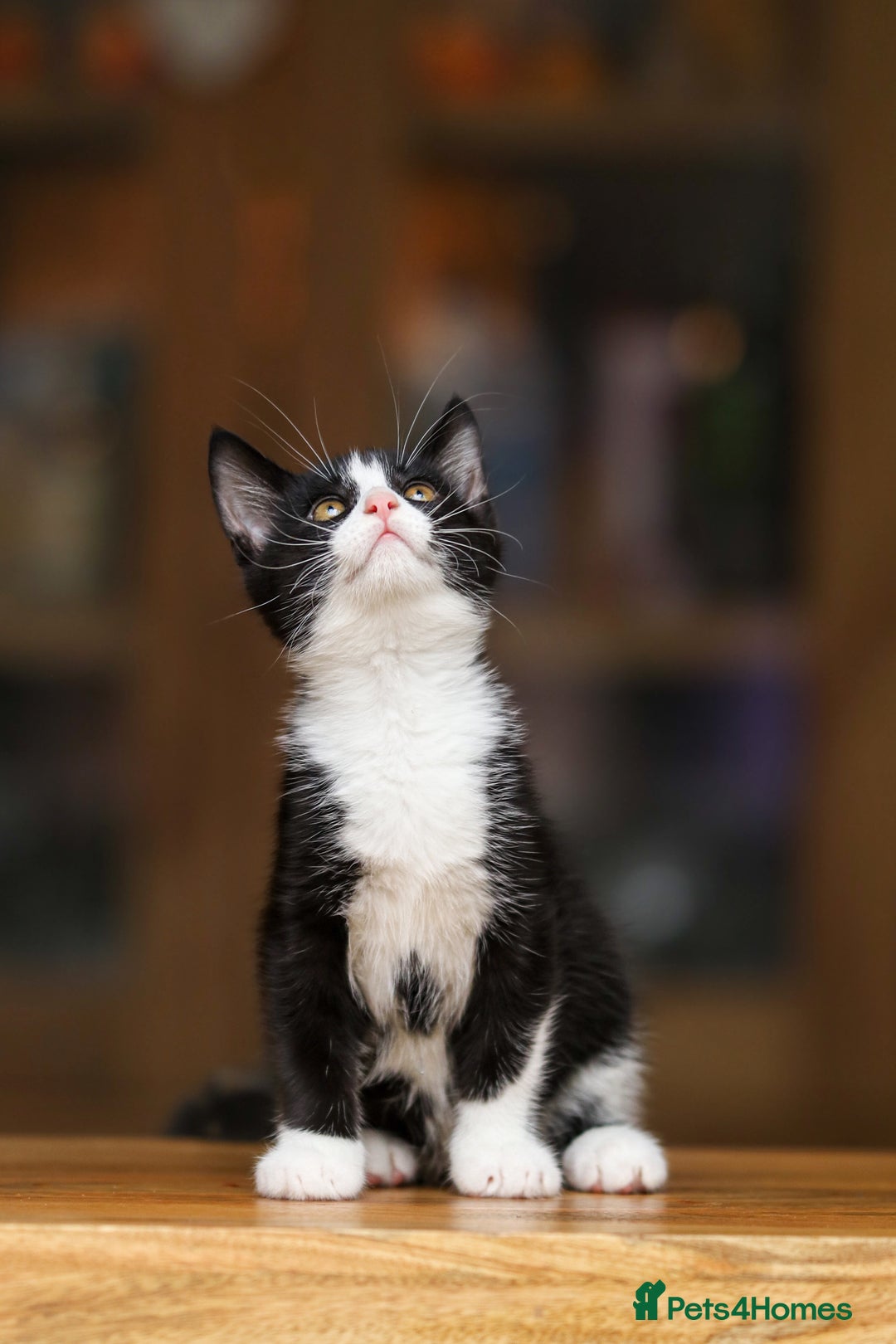 Maine Coon cats for sale: Beautiful Maine Coon X Kittens - Image 3