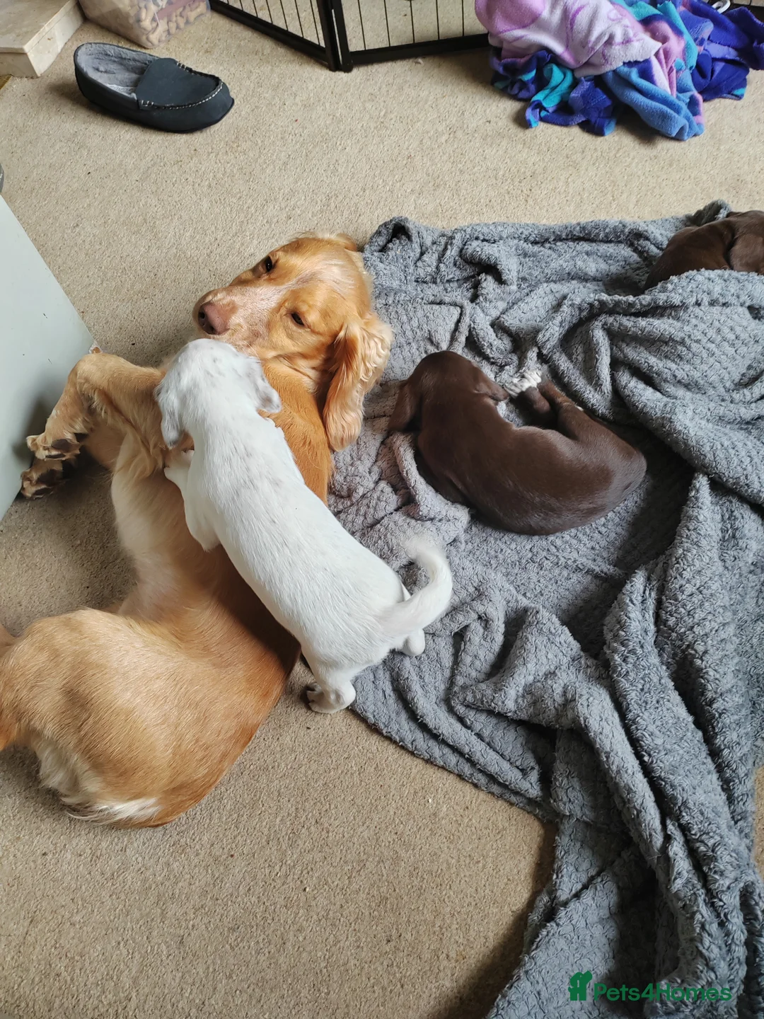 Cocker Spaniel dogs for stud: KC REGISTERED WORKING COCKER SPANIEL FOR STUD in Rhayader - Advert 11