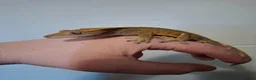 Gecko reptiles for sale: 3 crested geckos for sale  - Advert 13