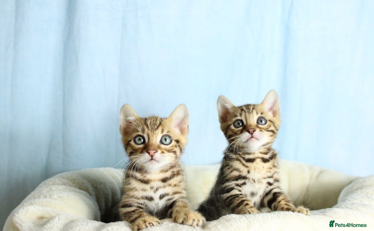 Bengal cats - Advert 14