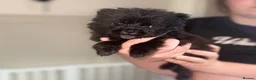 Chow Chow dogs for sale: 🐾BEAUTIFUL CHOW CHOW PUPPIES🐾 - Advert 12