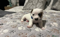 Jack Russell dogs for sale: Jack Russell Puppies for Sale  - Image 6