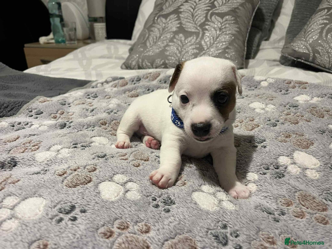 Jack Russell dogs for sale: Jack Russell Puppies for Sale  - Image 6