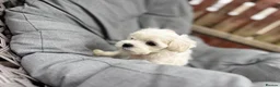 Maltese dogs for sale: >>PUREBRED BEAUTIFULLY MALTESE PUPPIES<< - Advert 13