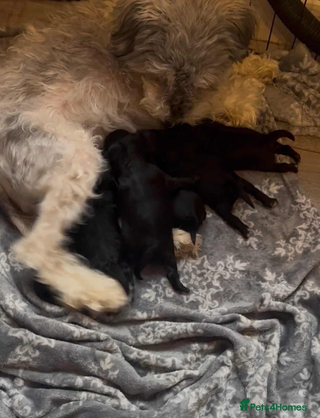 Schnoodle dogs for sale: 6 BOYS  - Advert 10