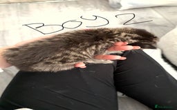 British Shorthair cats for sale: 3 boys 1 girl Tabbys - Image 4