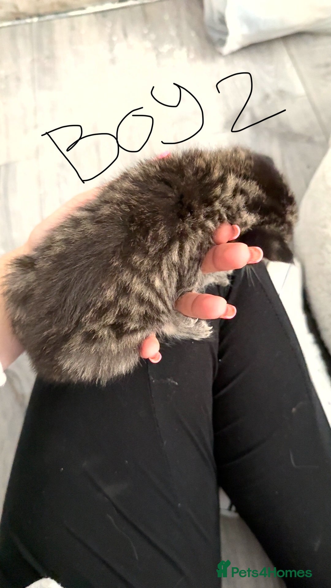 British Shorthair cats for sale: 3 boys 1 girl Tabbys - Image 4