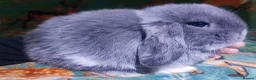 Mini Lop rabbits for sale: Baby Mini Lops - Advert 38