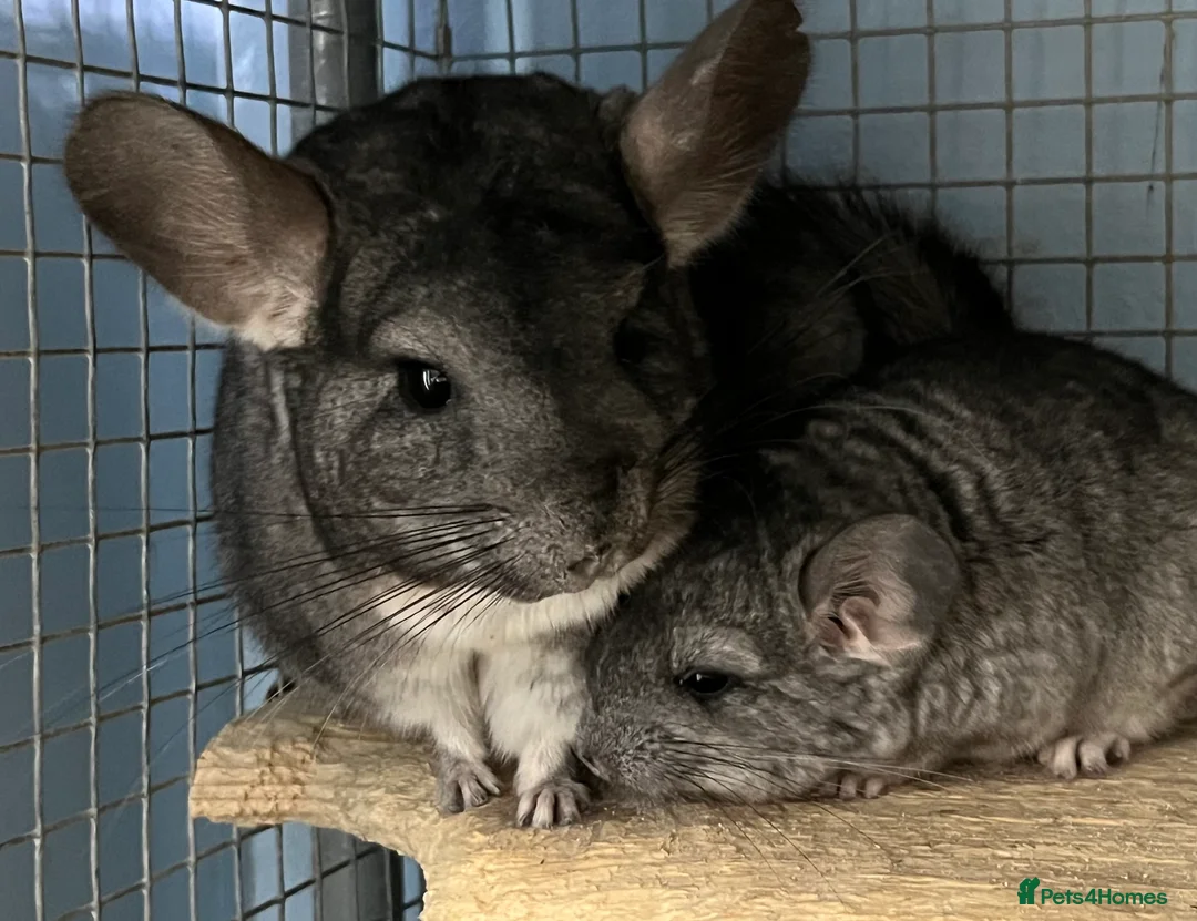 Chinchilla rodents for sale: Black Velvet, Beige and Grey males - Advert 2