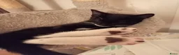 British Shorthair cats for sale: Beautiful kittens ready for loving homes. in London - Advert 21