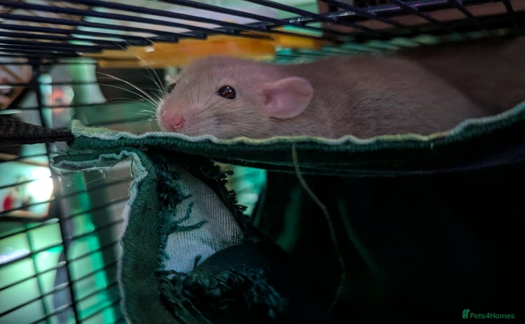 Rat rodents - Advert 8