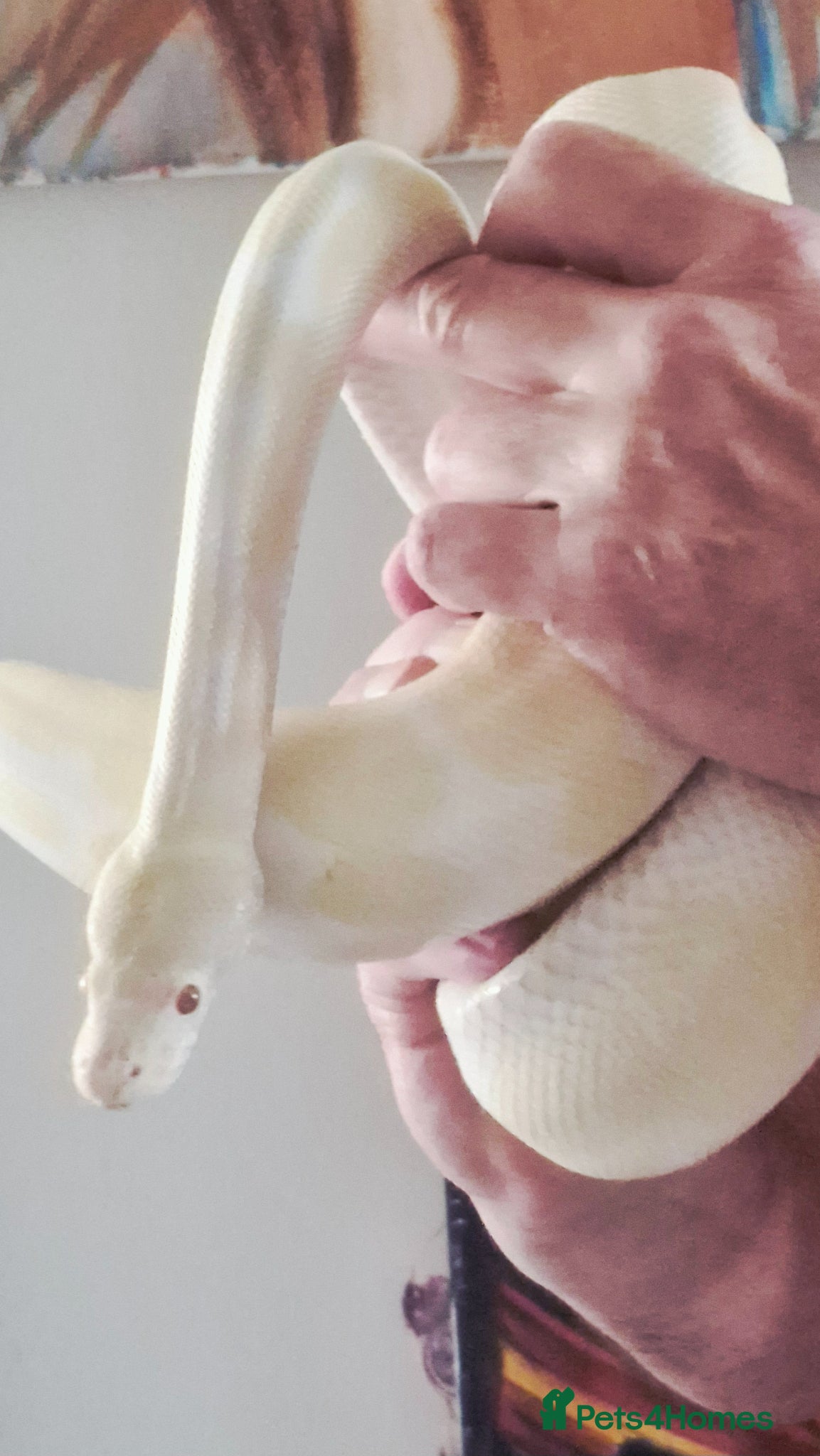 Python Snake reptiles for sale: Royal Python - Albino  - Advert 5