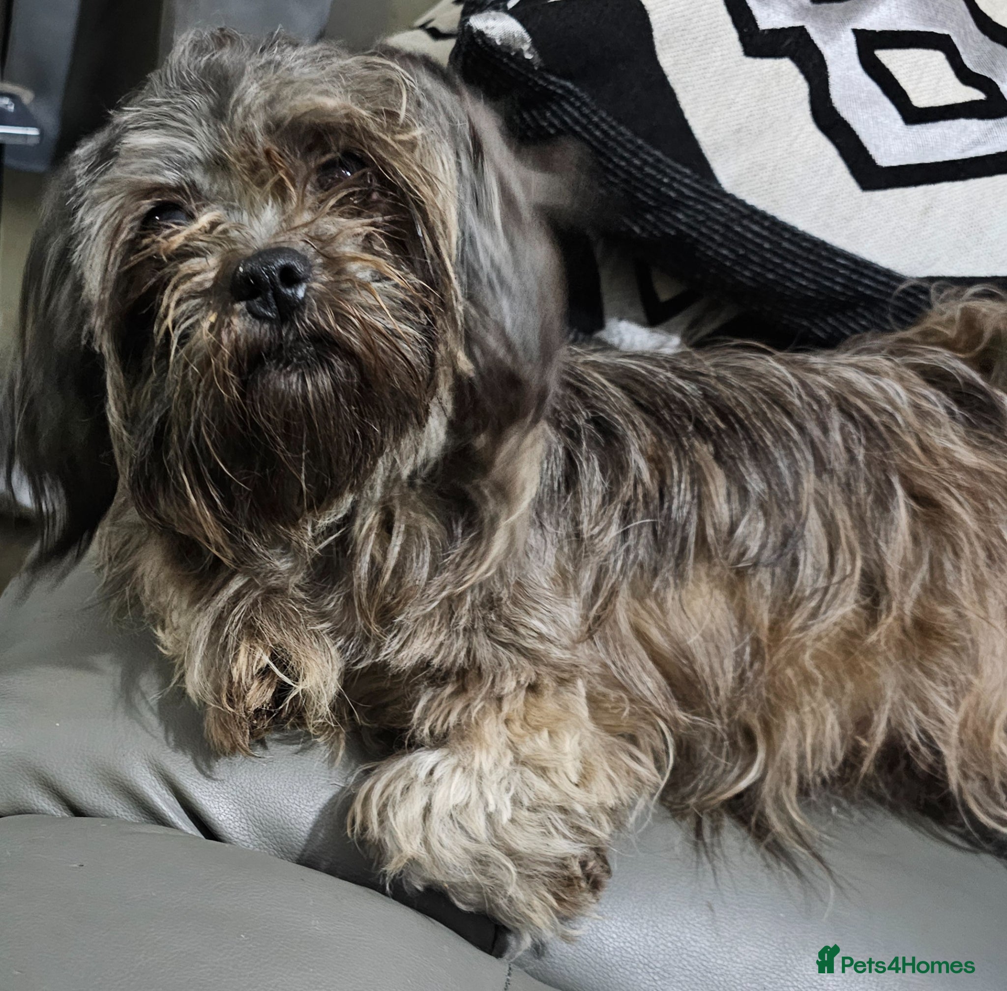Shih Tzu dogs for sale: Choc Liver Shih Tzu puppies - Advert 24