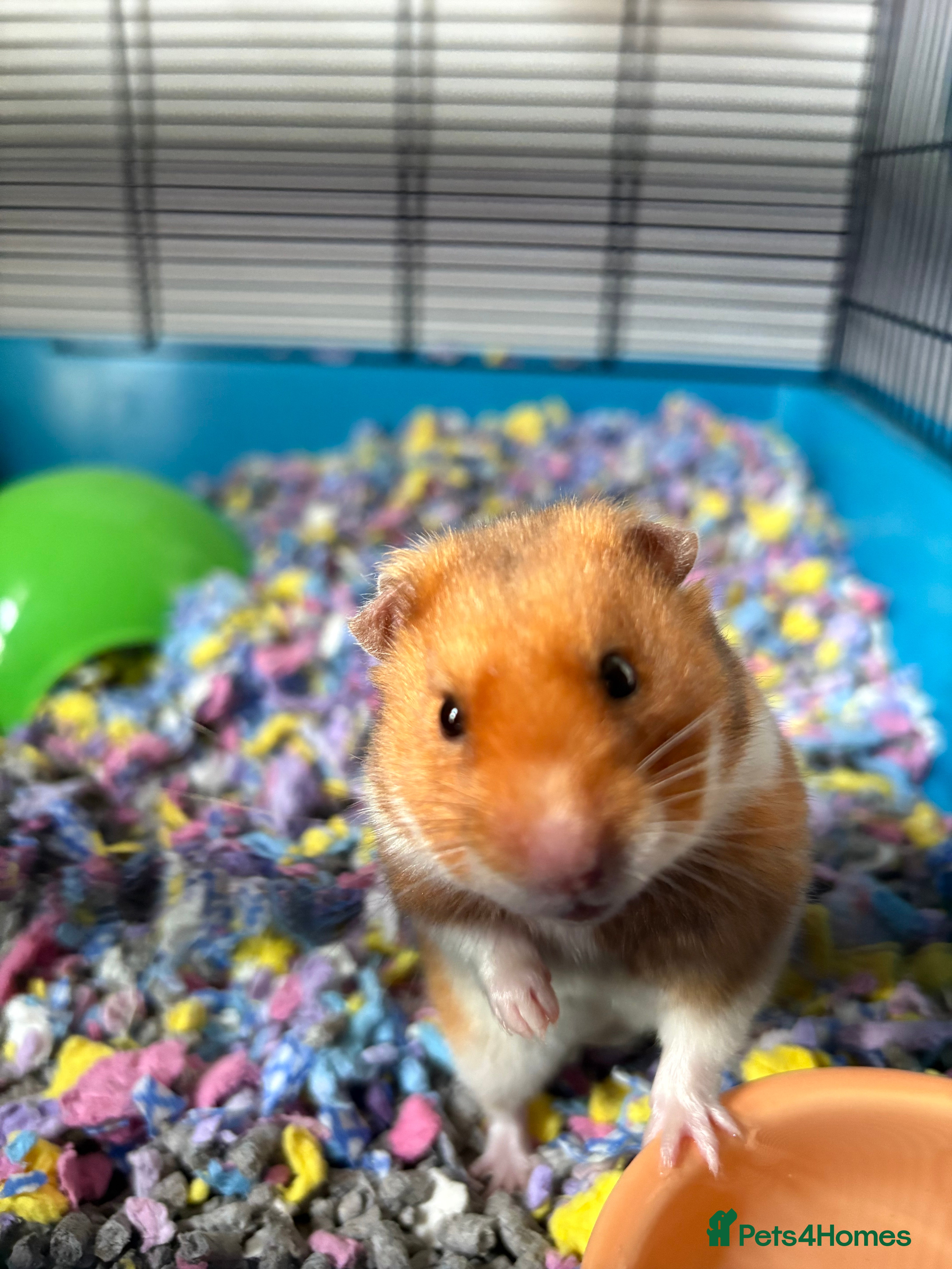 Hamster rodents Male Syrian Hamster - Advert 9