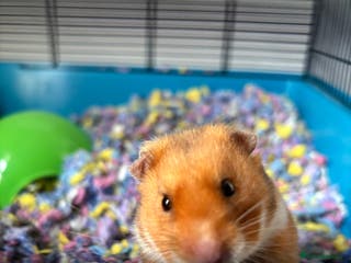 Hamster rodents Male Syrian Hamster - Advert 12