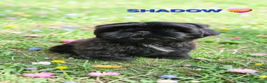 Shih Tzu Puppy 6