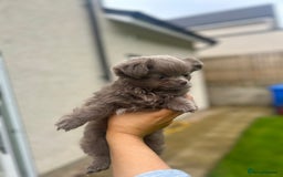Chihuahua dogs for sale: Beautiful long coat pure breed chihuahua  - Image 19