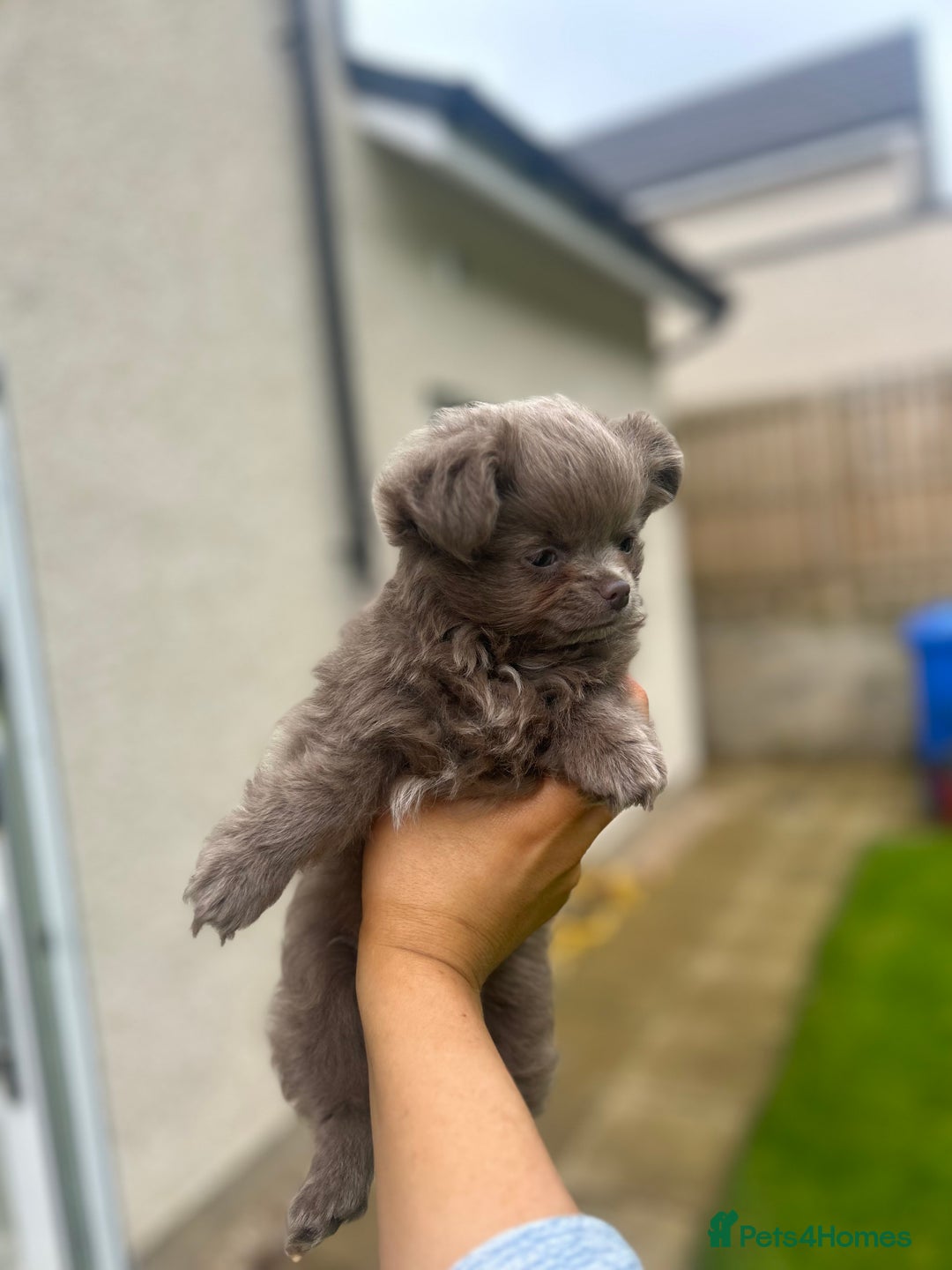 Chihuahua dogs for sale: Beautiful long coat pure breed chihuahua  - Image 19