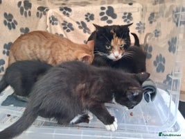 British Shorthair cats - Advert 7