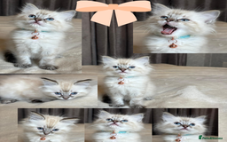 Ragdoll cats for sale: 6 beautiful PURE Ragdolls - Champion Bloodlines - Image 6