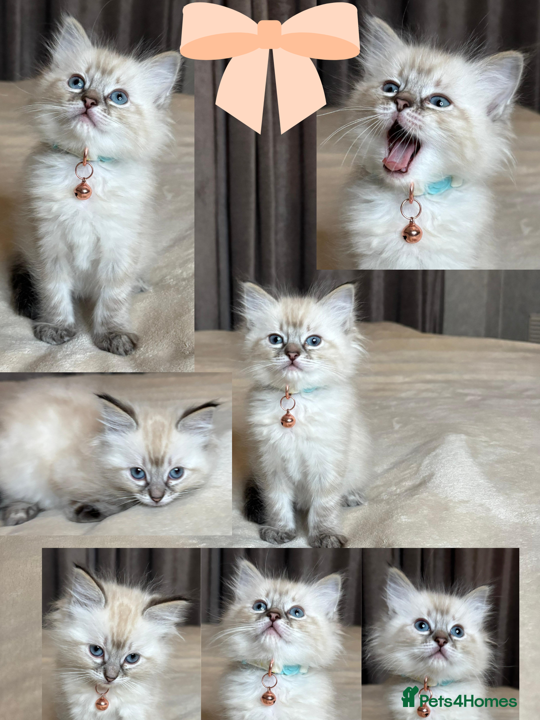 Ragdoll cats for sale: 6 beautiful PURE Ragdolls - Champion Bloodlines - Image 6