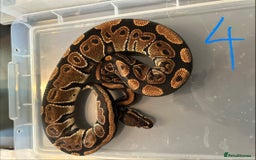 Python Snake reptiles for sale: Royal Pythons - Image 2