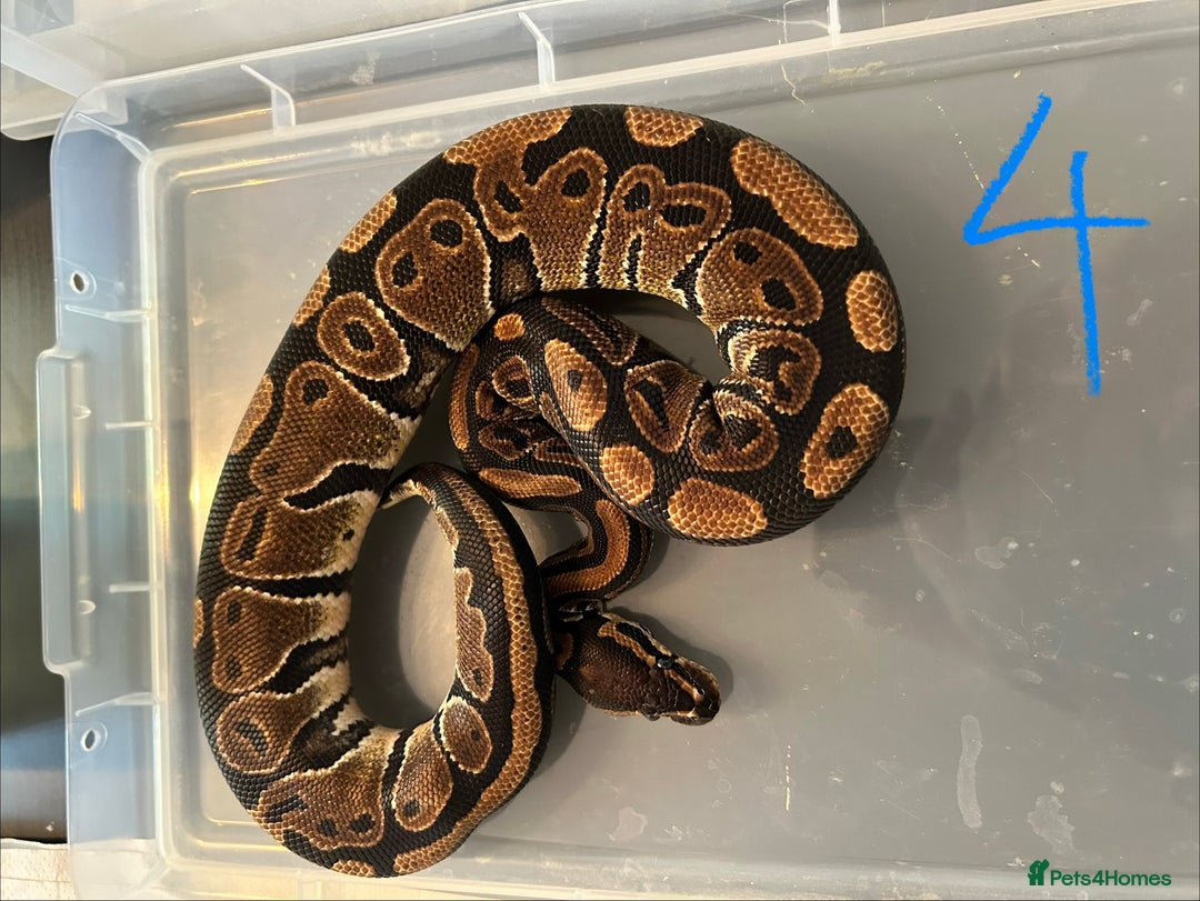 Python Snake reptiles for sale: Royal Pythons - Image 2