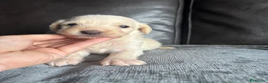 Cream boy