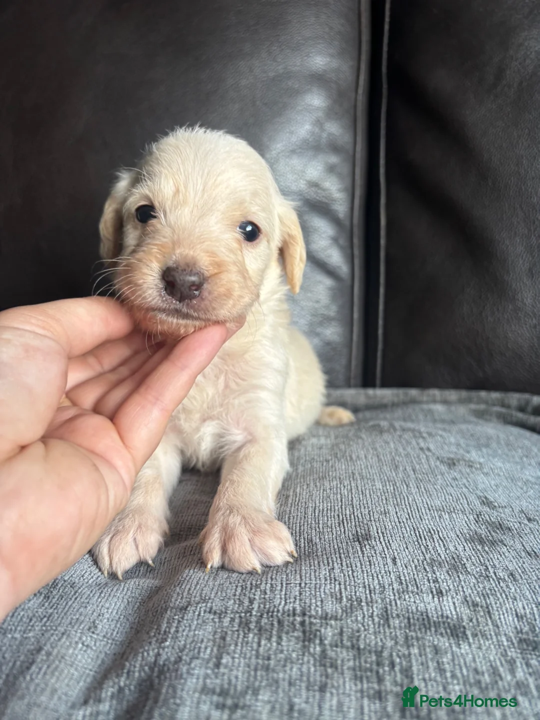 Labradoodle dogs for sale: 3 pups left ⭐️ Miniature labradoodles  - Advert 28