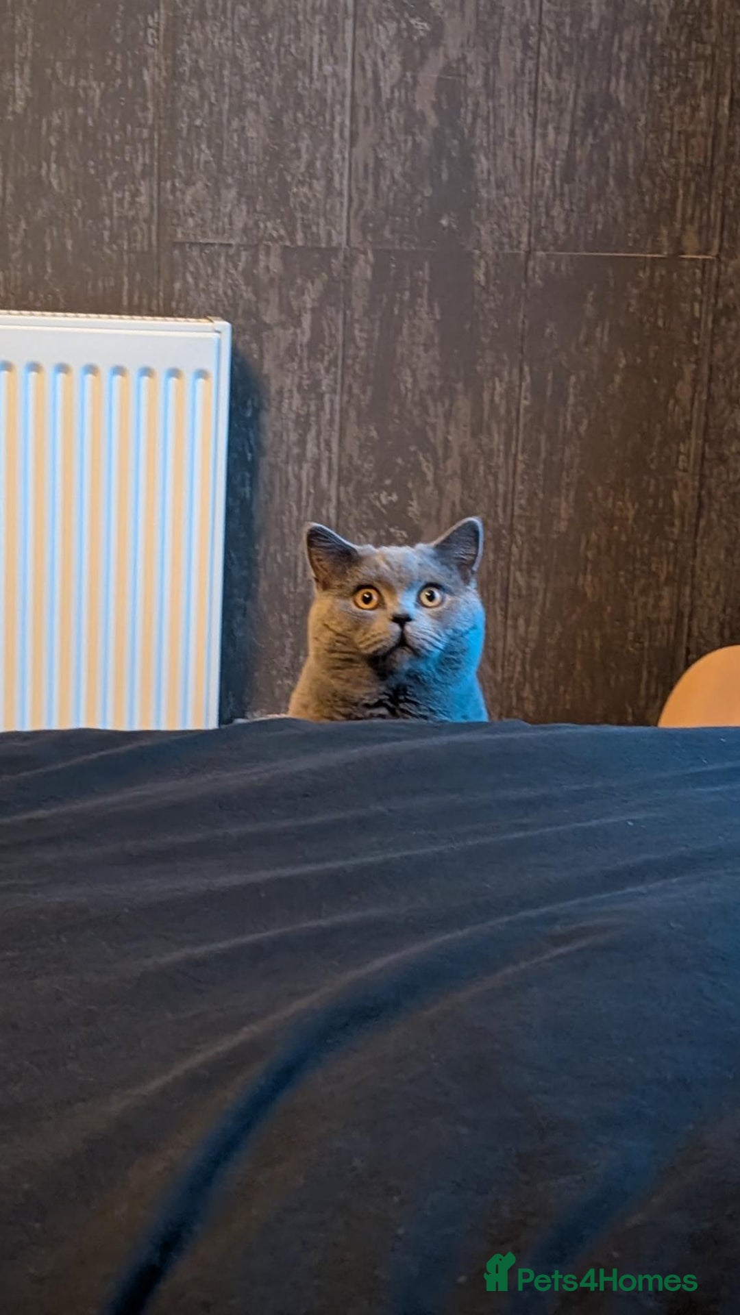 British Shorthair cats for sale: Beautiful British Blue Shorthair Male – 1 Yr Old - Advert 8