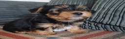 Yorkshire Terrier dogs for sale: Two boys - Advert 16