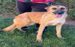 Mixed Breed dogs for adoption: 💛 Tara – 2 years behind bars, still smiling 💛 - Image 3