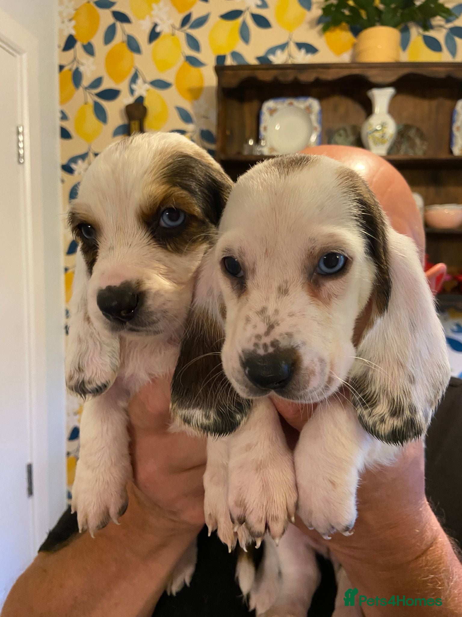 Basset Hound dogs Beatrice - Advert 1