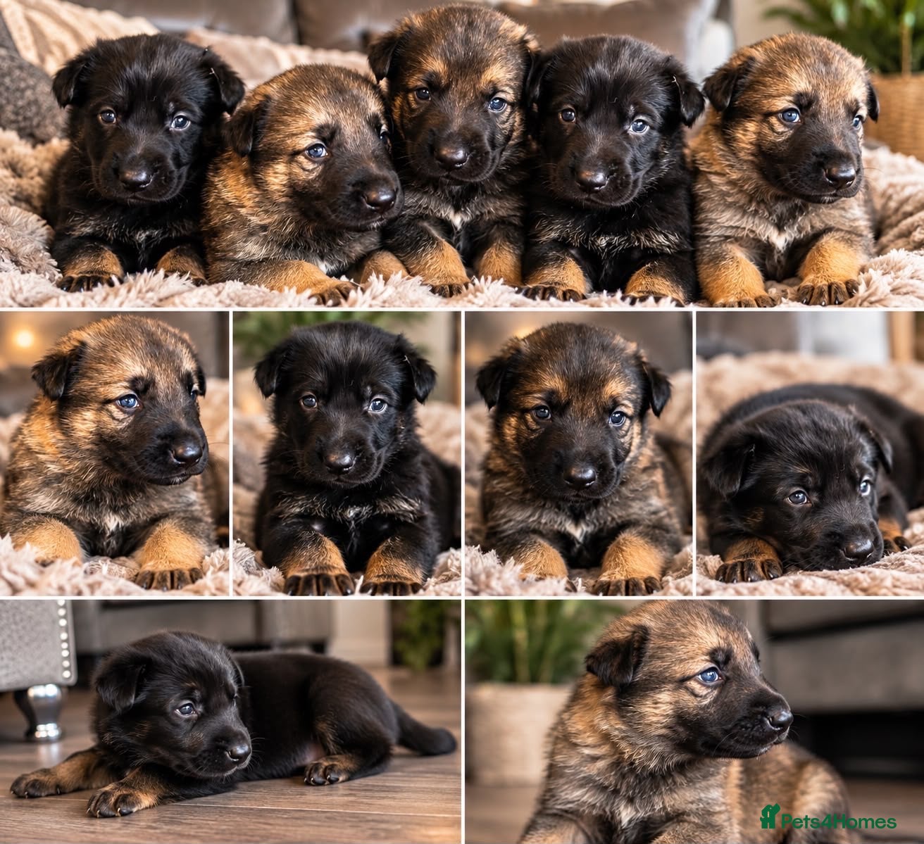German Shepherd dogs Beautiful German Shepherds  - Advert 17