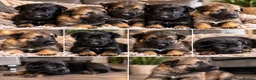 German Shepherd dogs for sale: Beautiful German Shepherds  - Advert 1