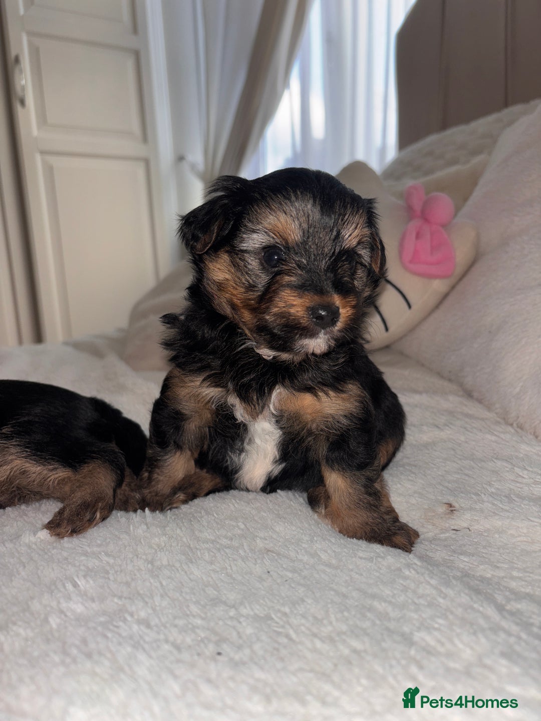 Yorkshire Terrier dogs for sale: Yorkshire Terrier 2 boys left  - Advert 10