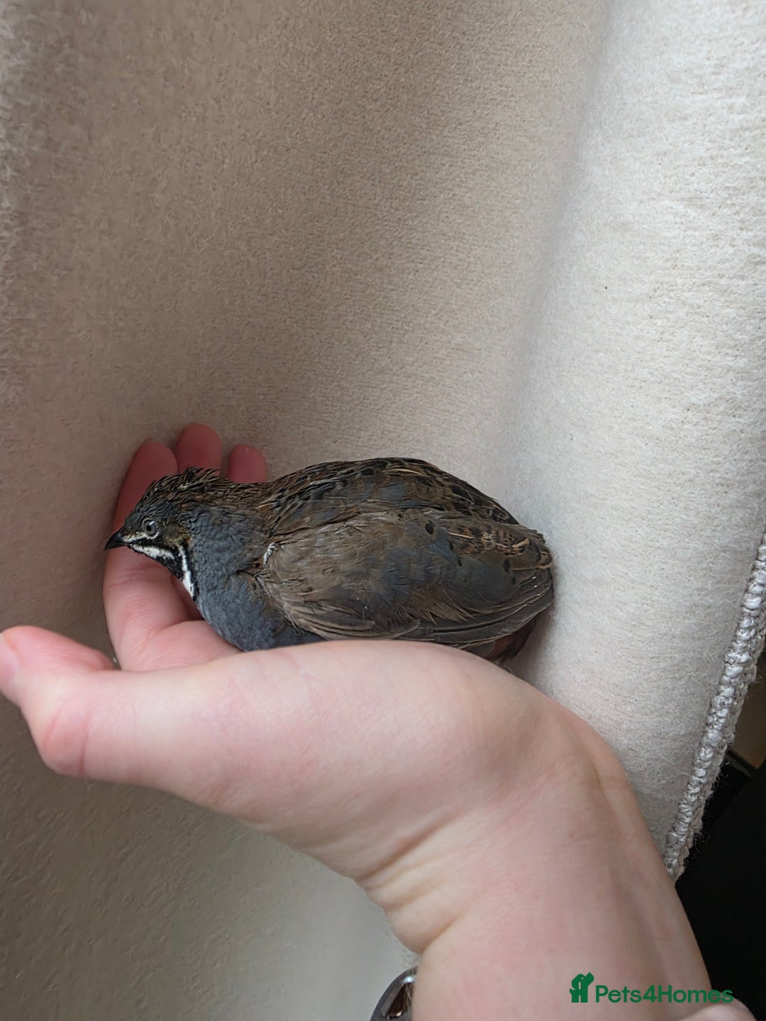 Quail poultry for sale: Male button quail - Advert 4