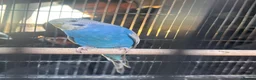 Budgerigars birds for sale: Budgies  - Advert 21