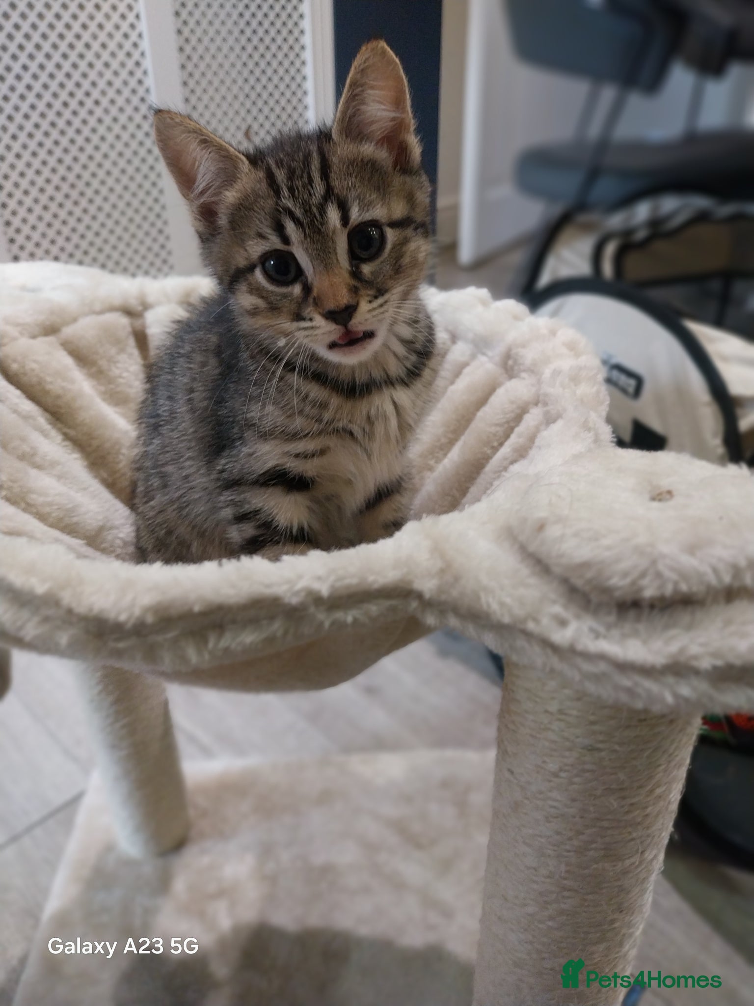 Bengal cats TWO STUNNING GIRLS MIX BENGAL KITTENS LEFT  - Advert 15