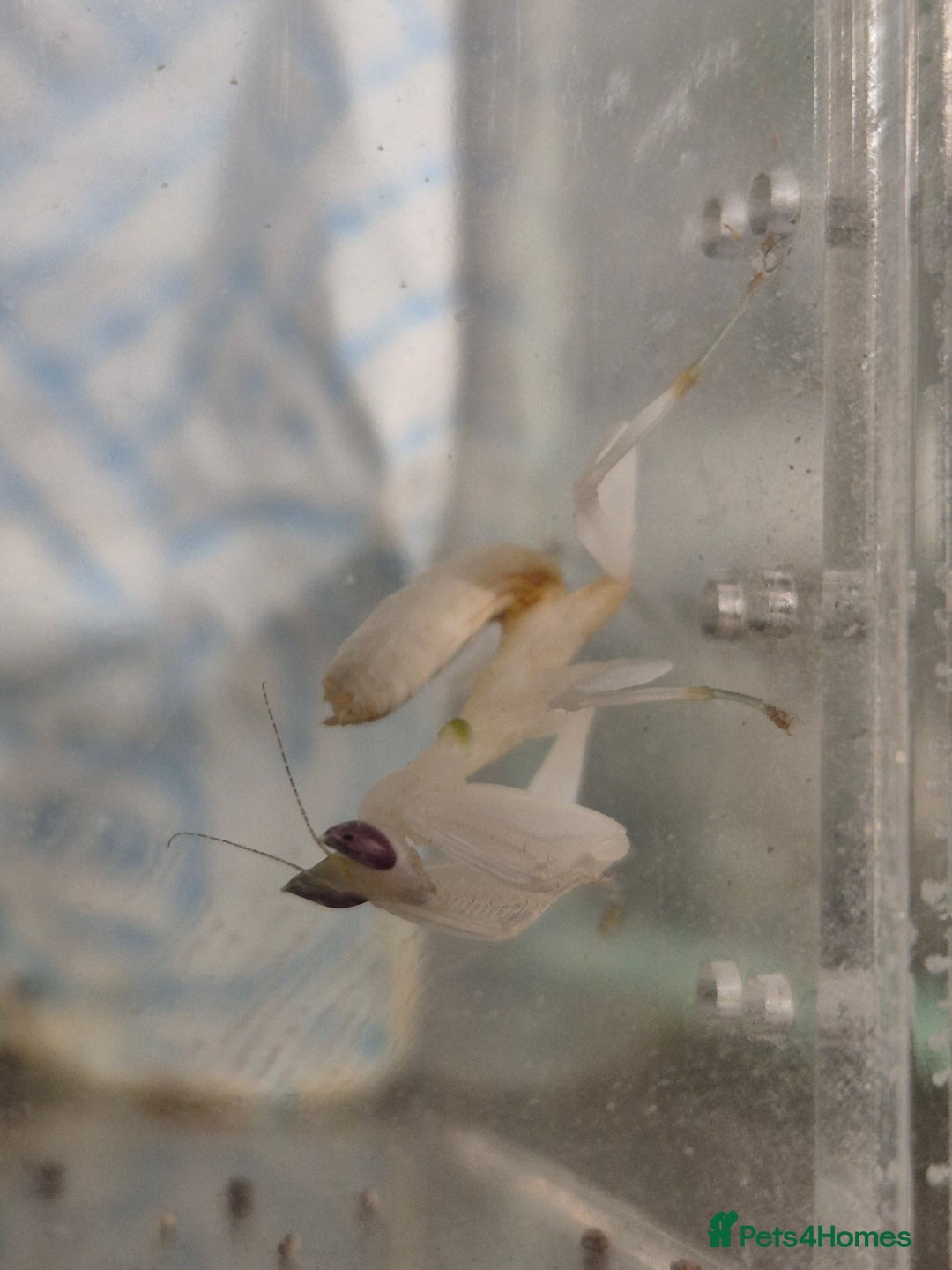 Gecko reptiles for sale: crested geckos, leopard geckos - Advert 17