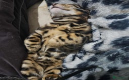 Bengal cats for sale: Brown Rosetted TICA Bengals Ready Now - Advert 8