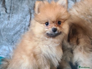 Pomeranian dogs Pomeranian puppies ready now 1 male left! - Advert 9
