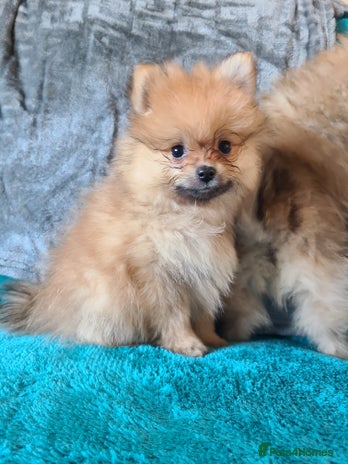 Pomeranian dogs Pomeranian puppies ready now 1 male left! - Advert 10