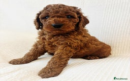Cavapoo dogs for sale: 🐶 Adorable deep red Cavapoo Puppies  - Image 5
